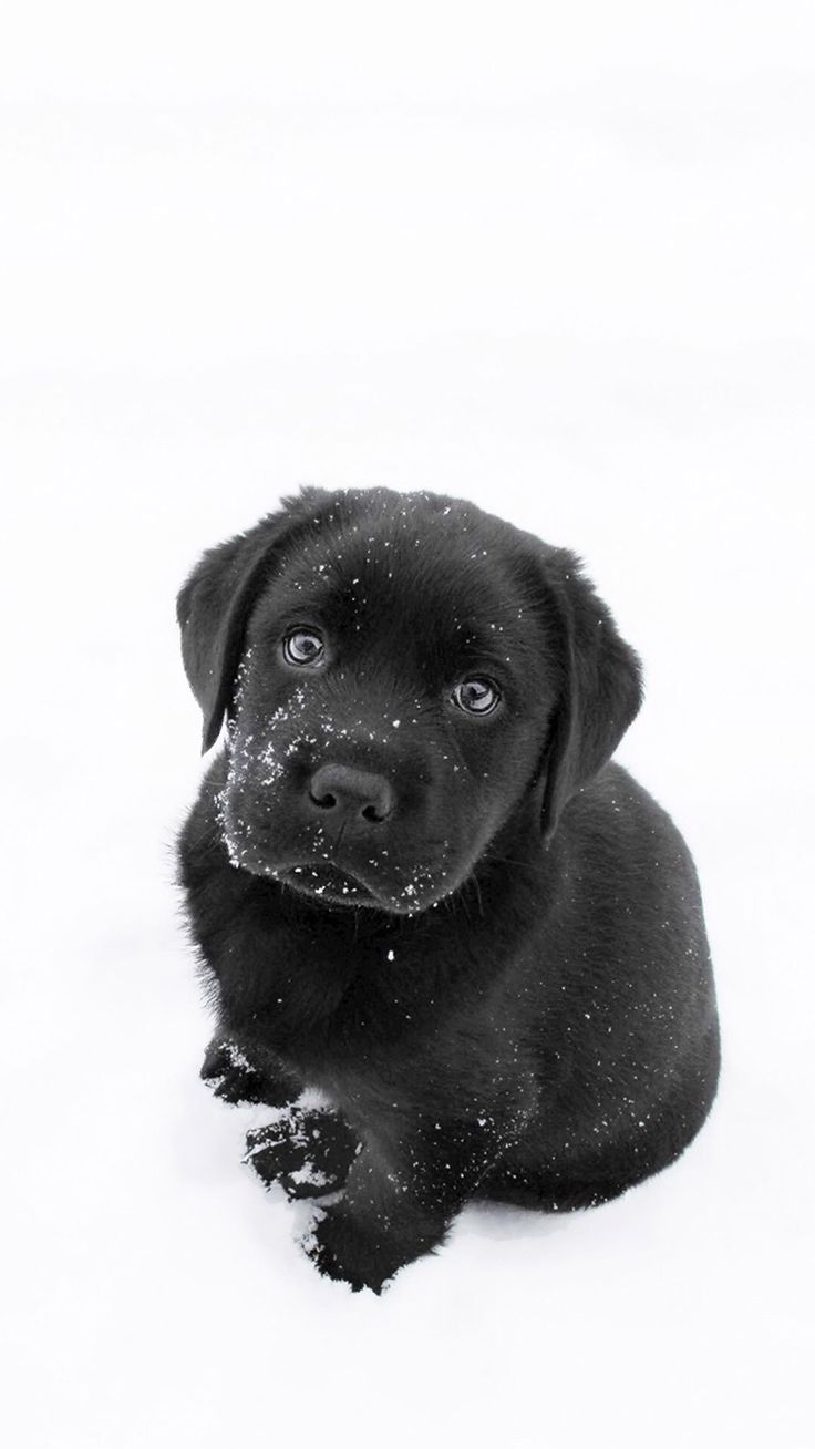 Cute Black Lab Puppies Wallpapers Wallpapers