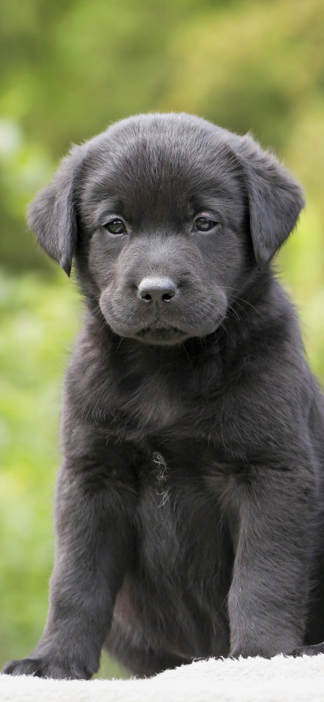 Cute Black Lab Puppies Wallpapers Wallpapers