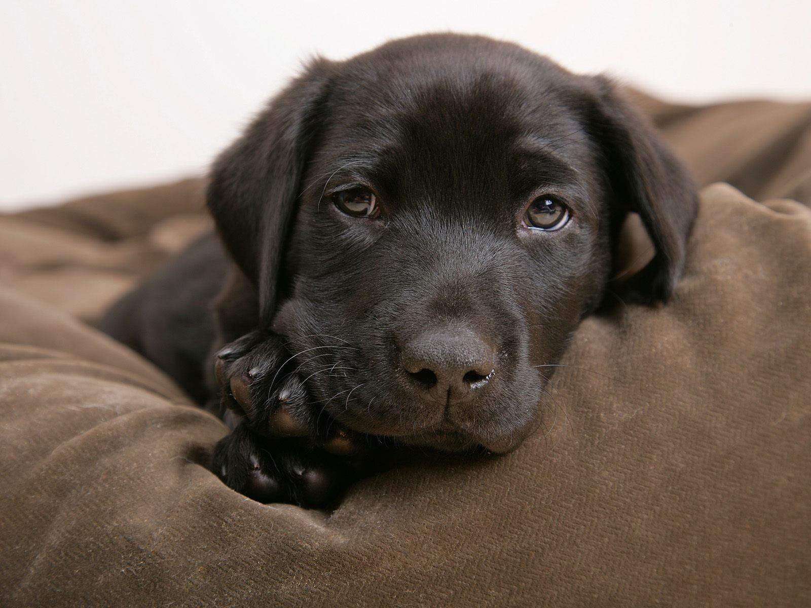 Cute Black Lab Puppies Wallpapers Wallpapers