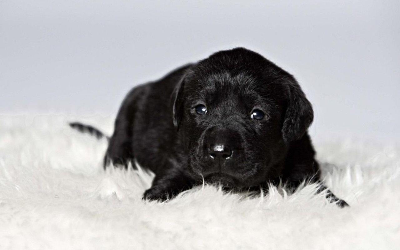 Cute Black Lab Puppies Wallpapers Wallpapers