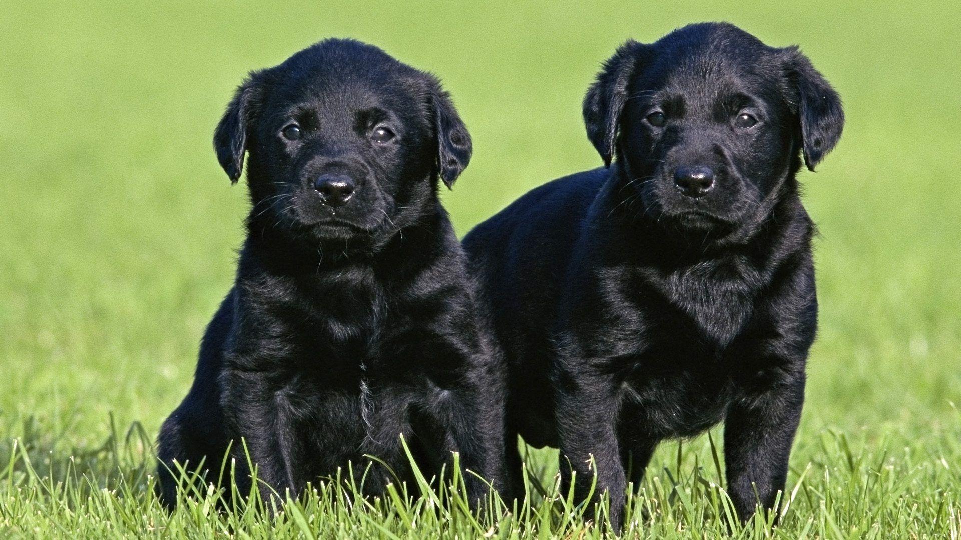 Cute Black Lab Puppies Wallpapers Wallpapers