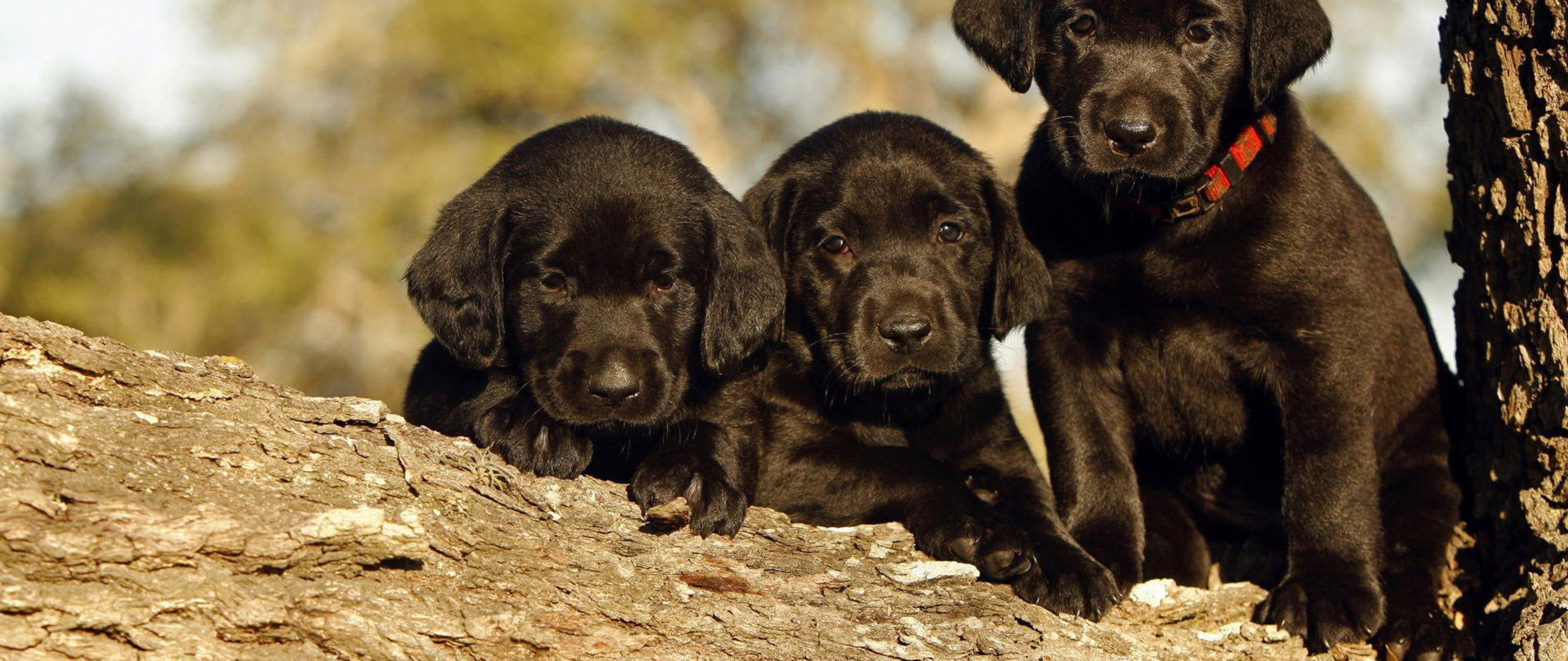 Cute Black Lab Puppies Wallpapers Wallpapers