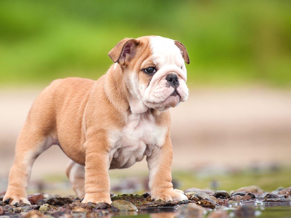 Cute Bulldog Puppies Wallpapers Wallpapers