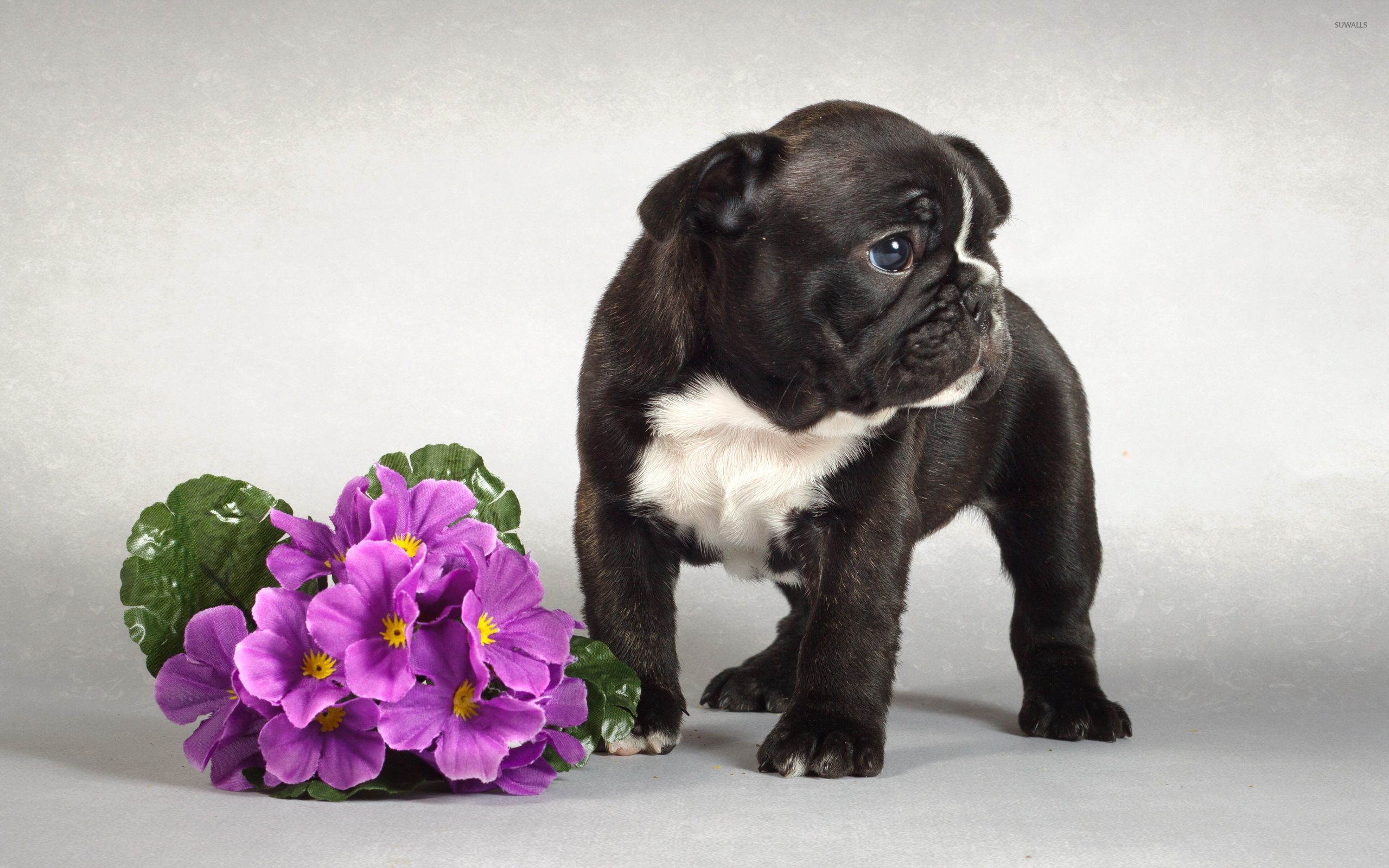 Cute Bulldog Puppies Wallpapers Wallpapers