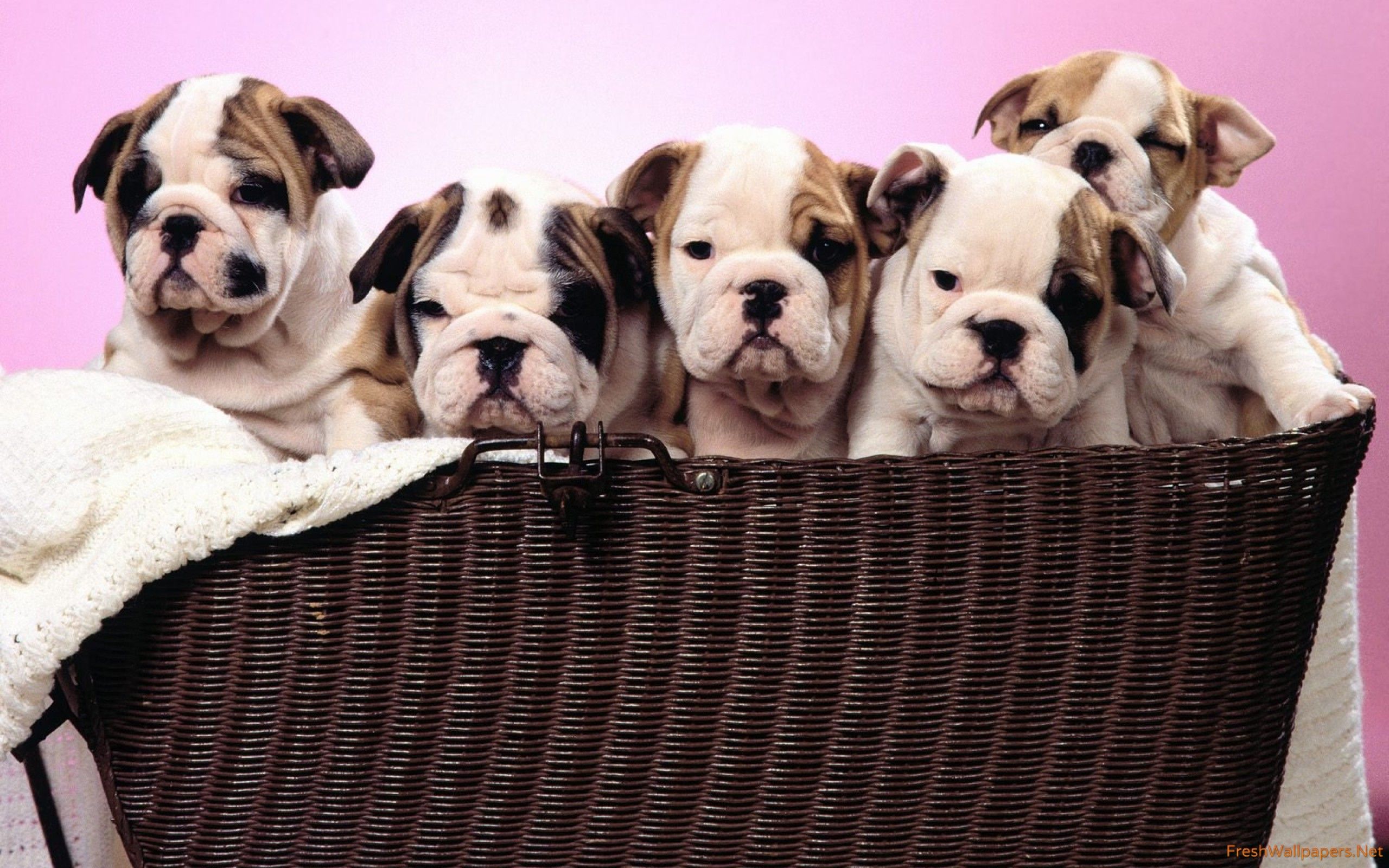 Cute Bulldog Puppies Wallpapers Wallpapers