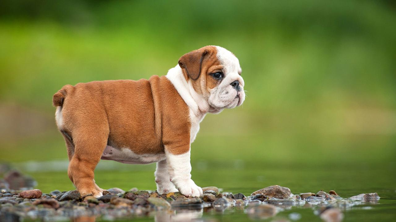 Cute Bulldog Puppies Wallpapers Wallpapers