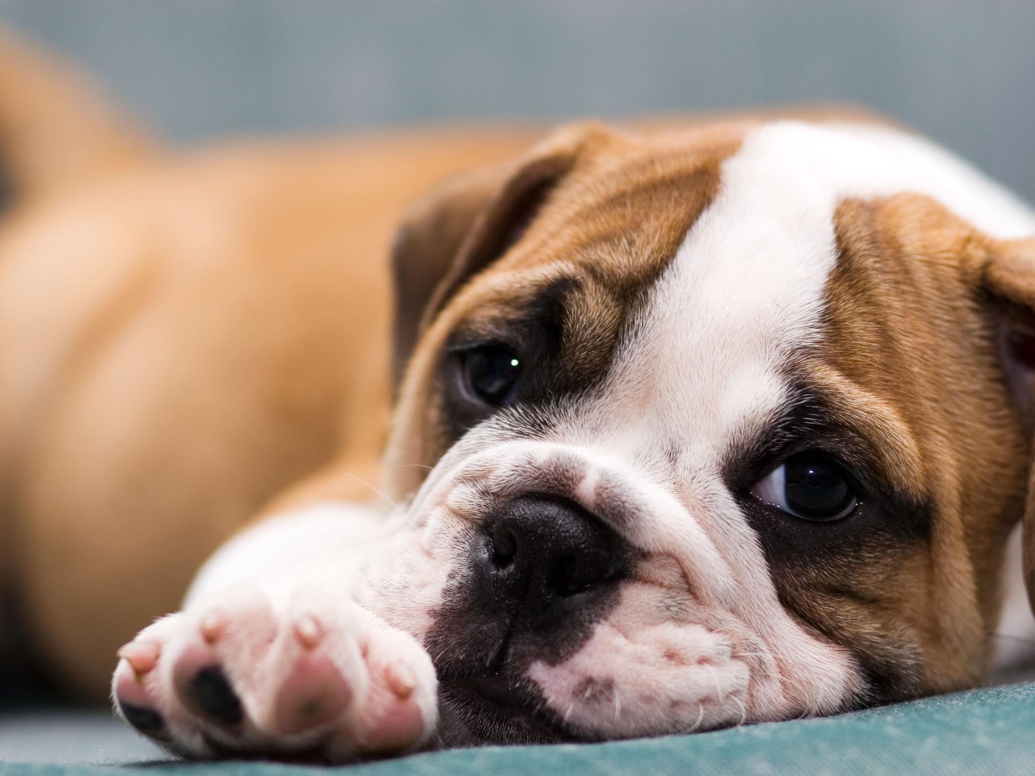 Cute Bulldog Puppies Wallpapers Wallpapers