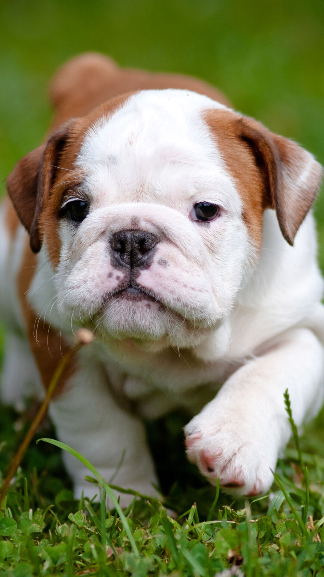 Cute Bulldog Puppies Wallpapers Wallpapers