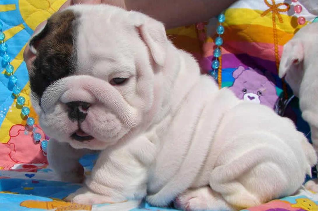 Cute Bulldog Puppies Wallpapers Wallpapers