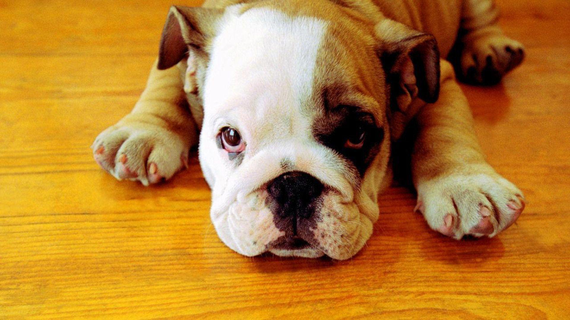 Cute Bulldog Wallpapers