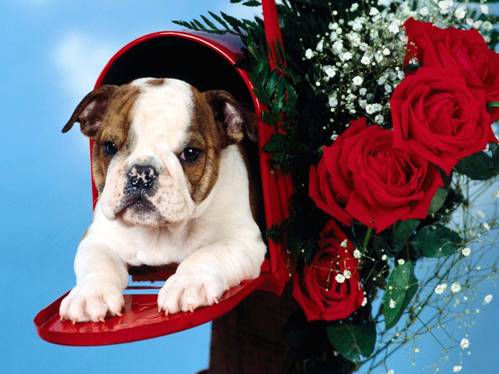 Cute Bulldog Wallpapers