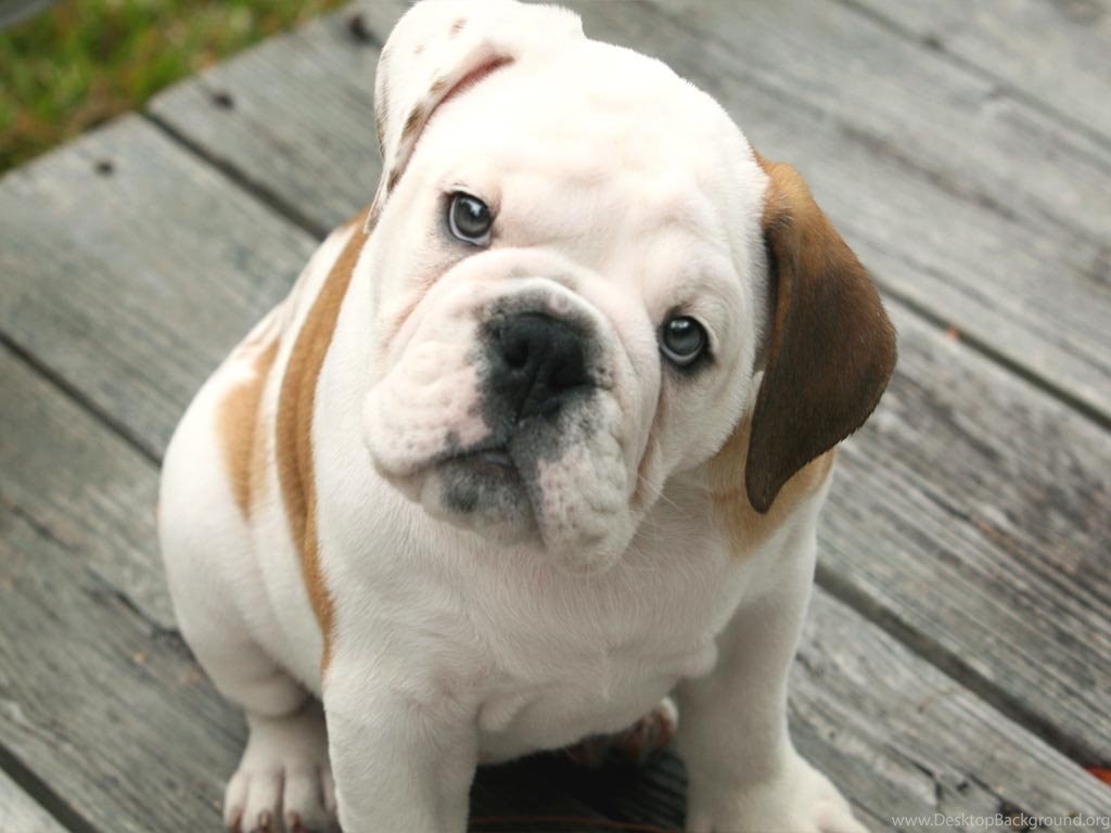 Cute Bulldog Wallpapers