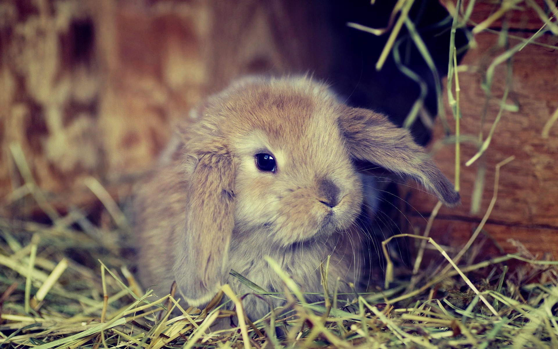 Cute Bunny Backgrounds