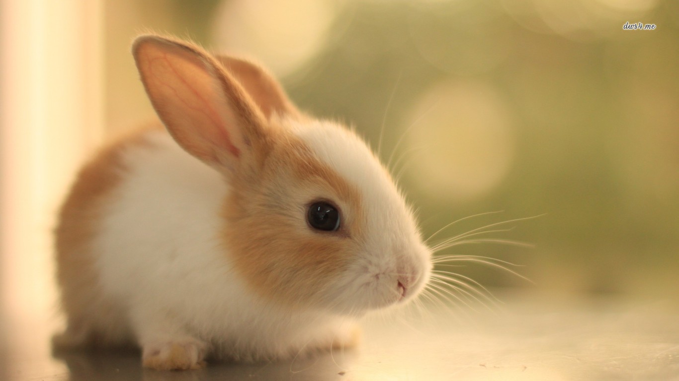 Cute Bunny Desktop Wallpapers