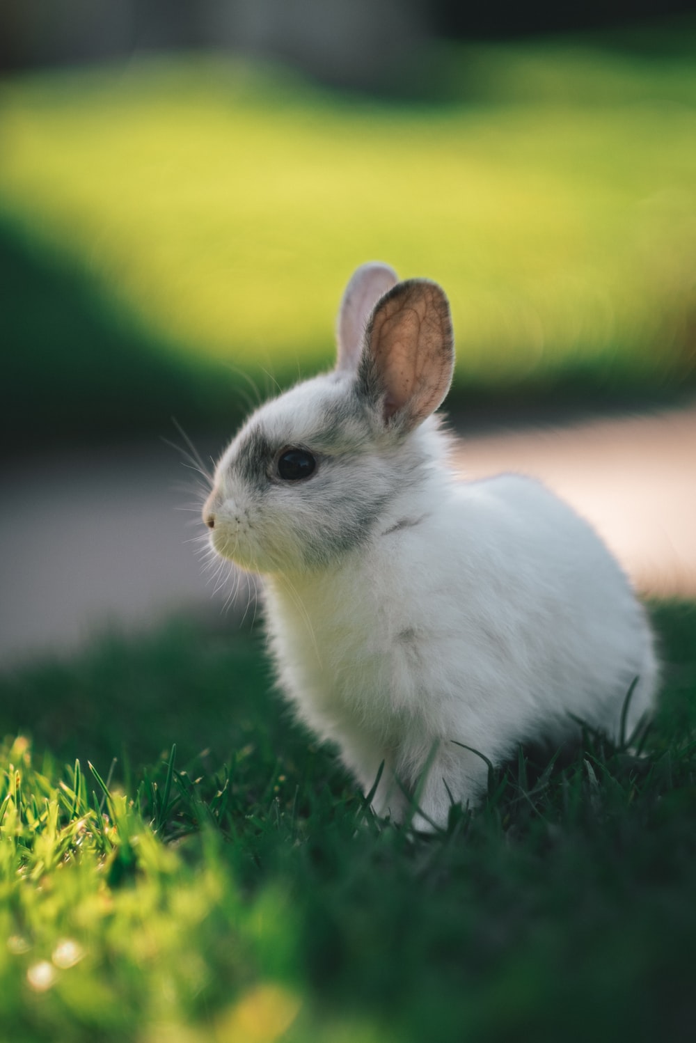 Cute Bunny Rabbits Wallpapers