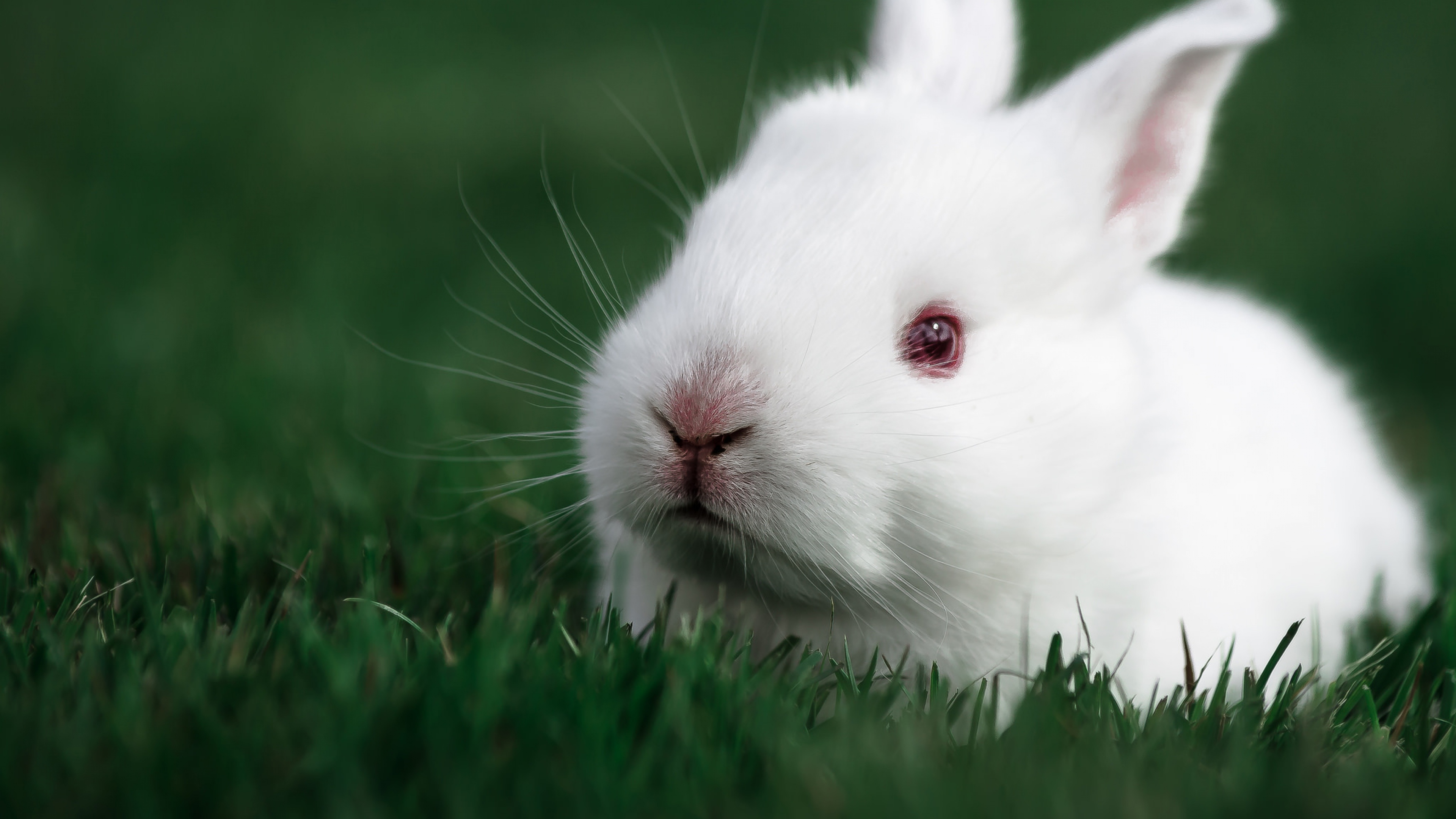 Cute Bunny Rabbits Wallpapers