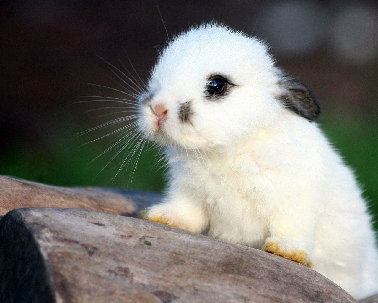 Cute Bunny Rabbits Wallpapers