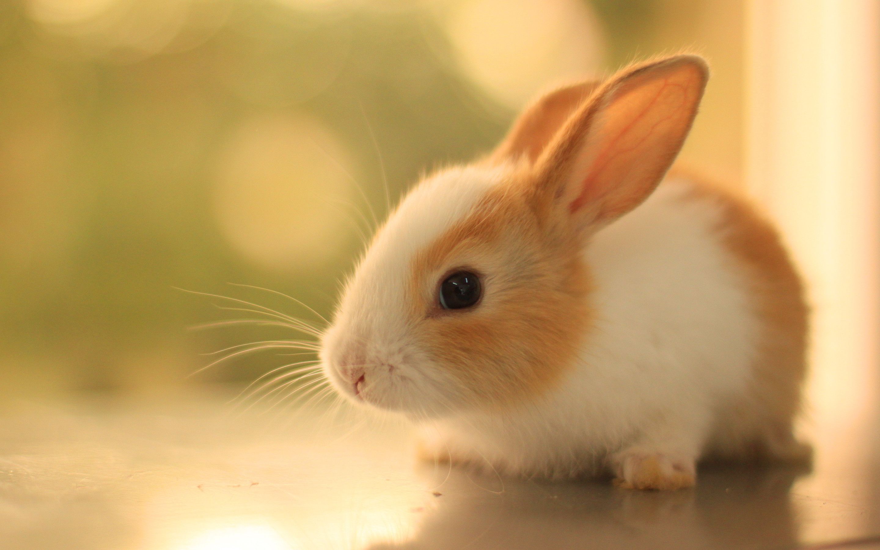 Cute Bunny Wallpapers