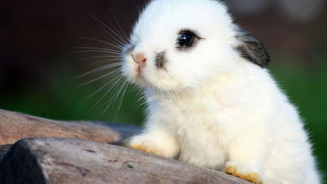 Cute Bunny Wallpapers