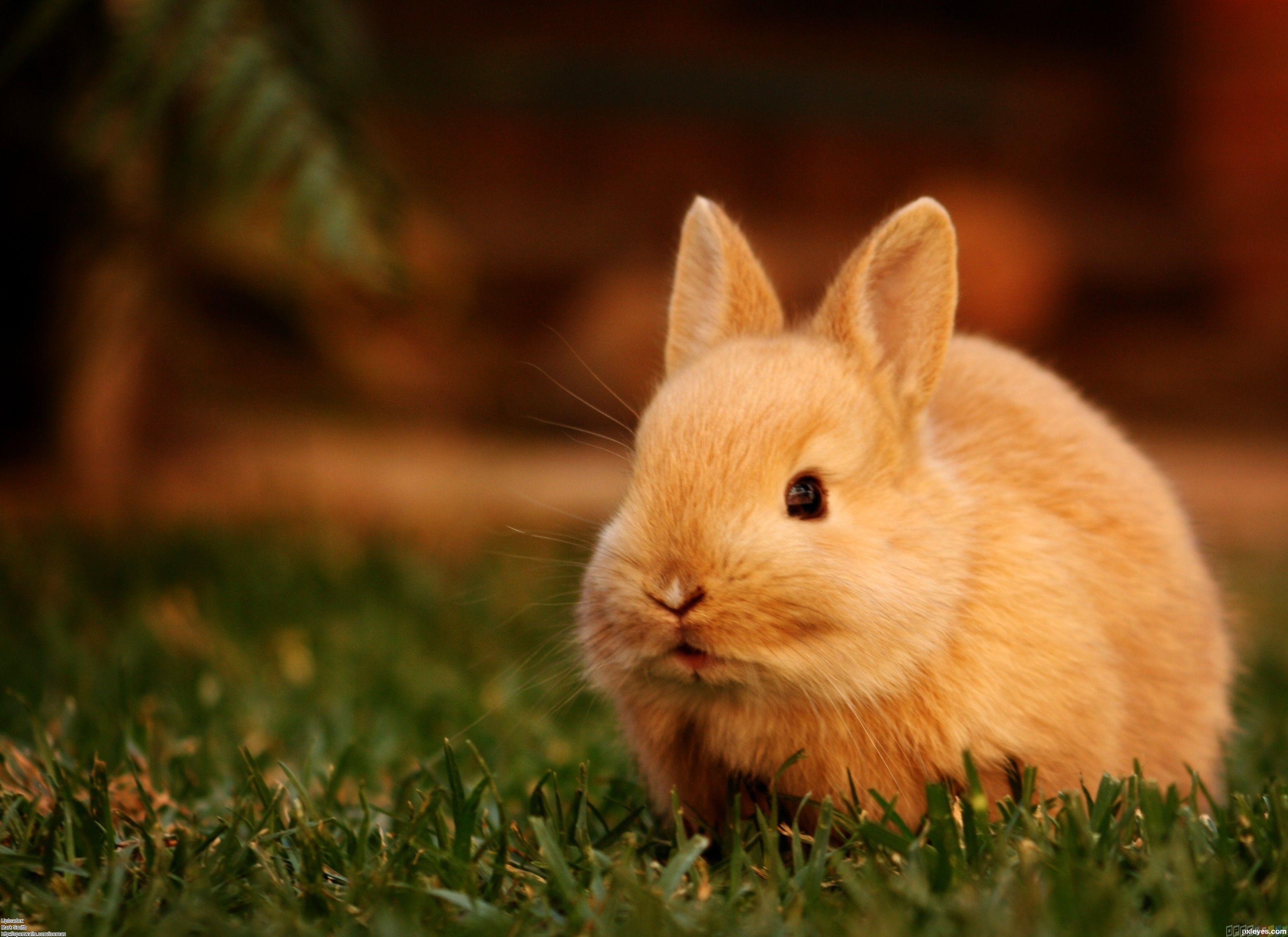 Cute Bunny Wallpapers