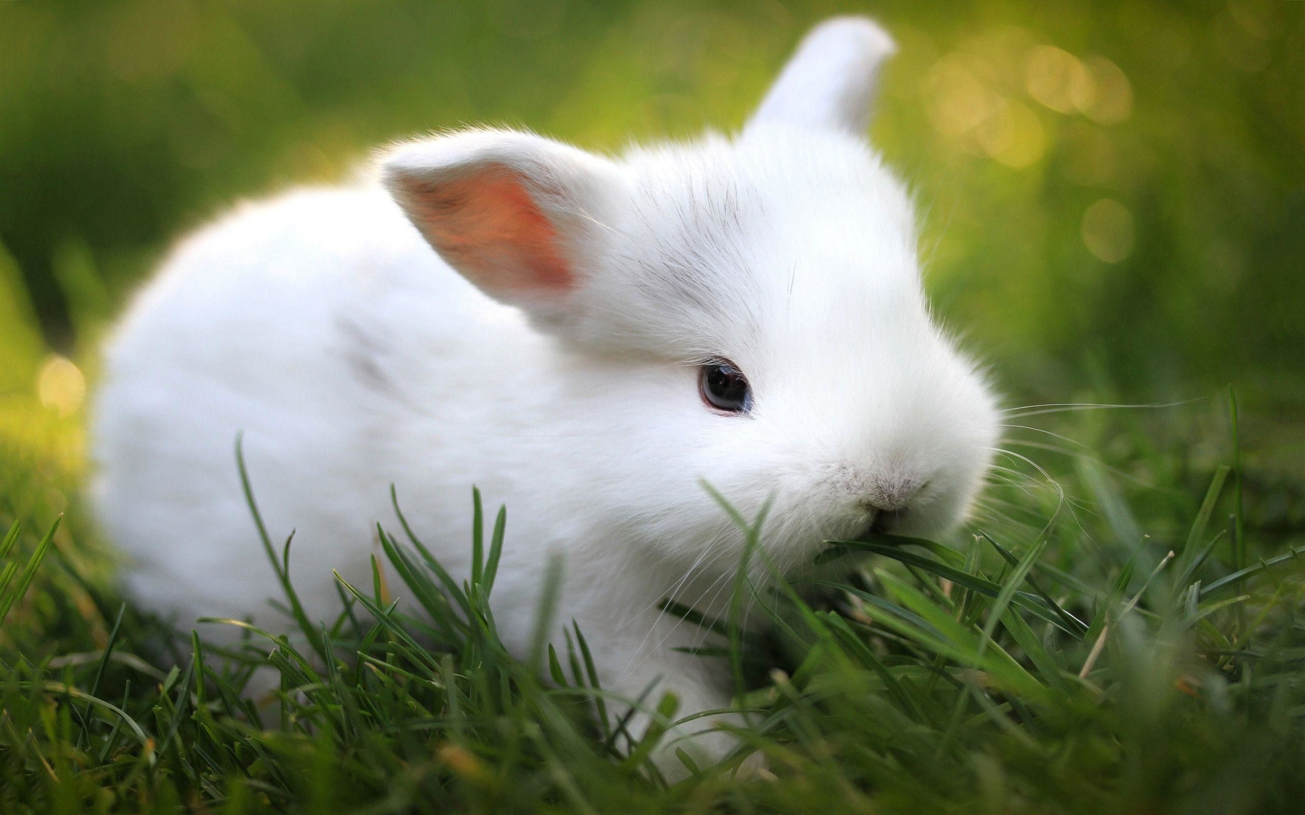 Cute Bunny Wallpapers Wallpapers