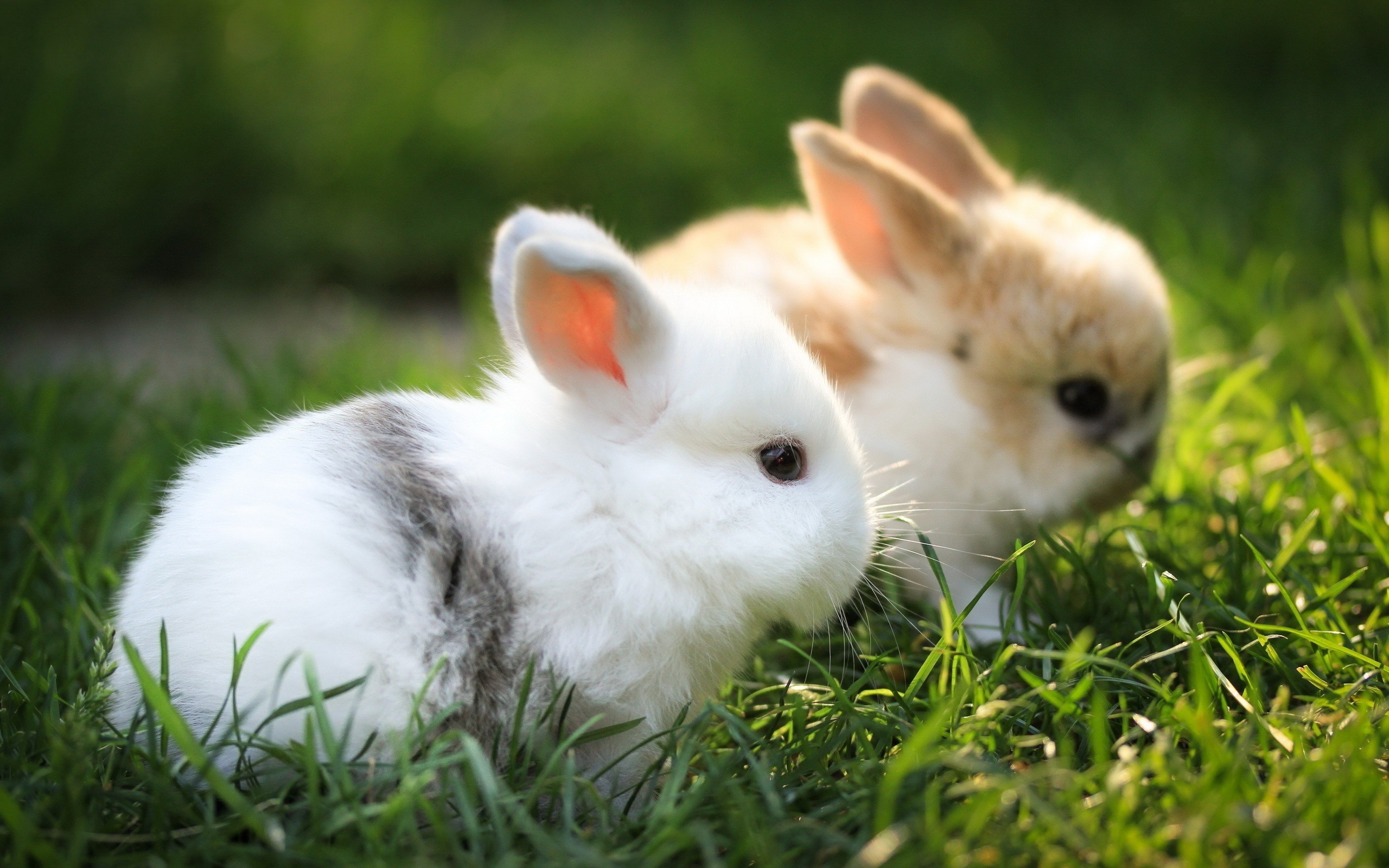 Cute Bunny Wallpapers Wallpapers