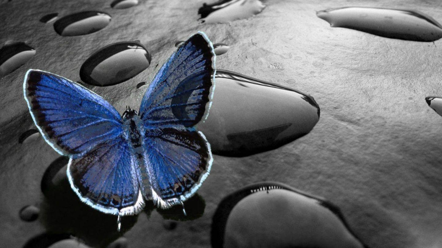 Cute Butterfly Wallpapers For Mobile Phones Wallpapers