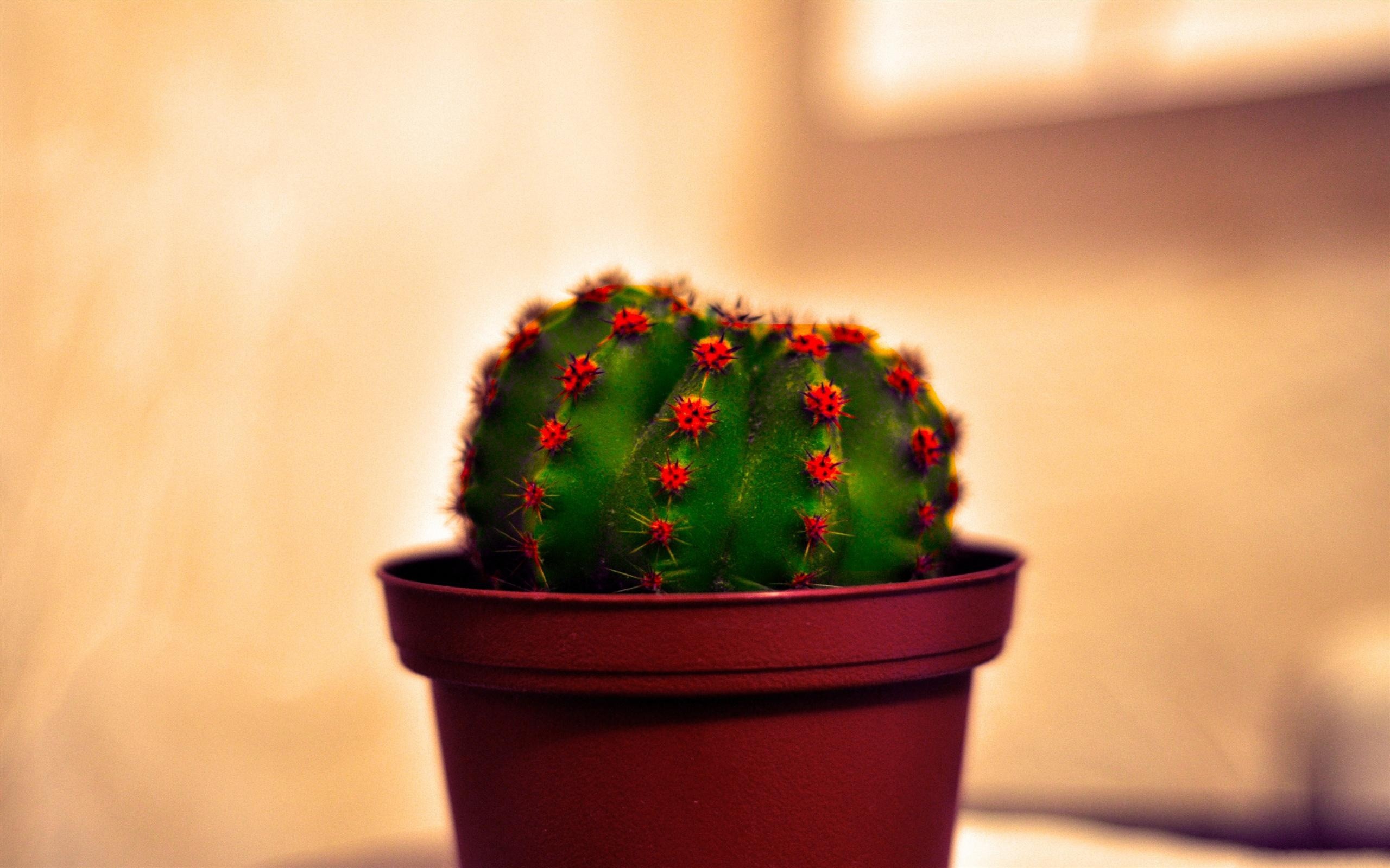 Cute Cactus Desktop Wallpapers