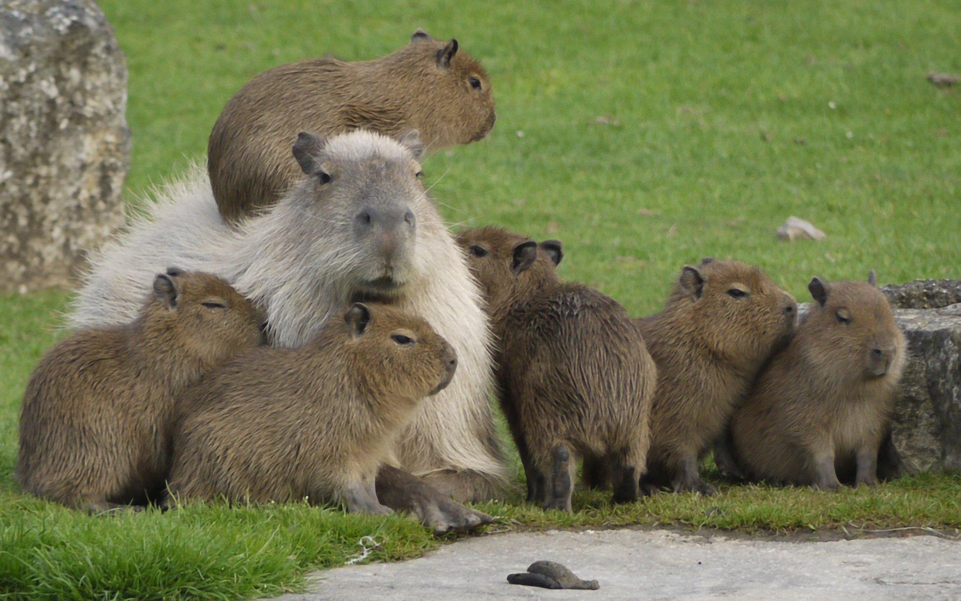 Cute Capybara Wallpapers