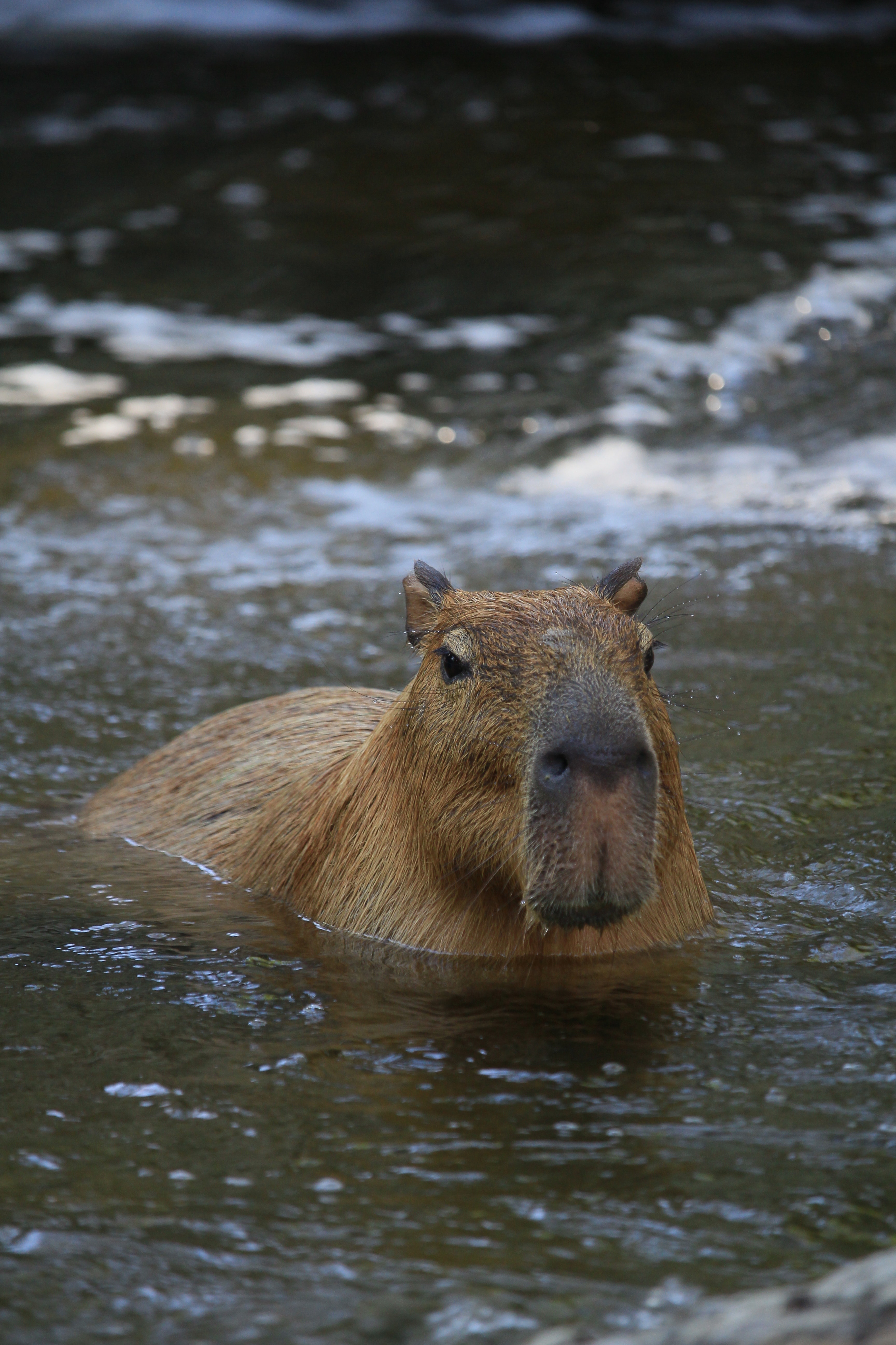 Cute Capybara Wallpapers