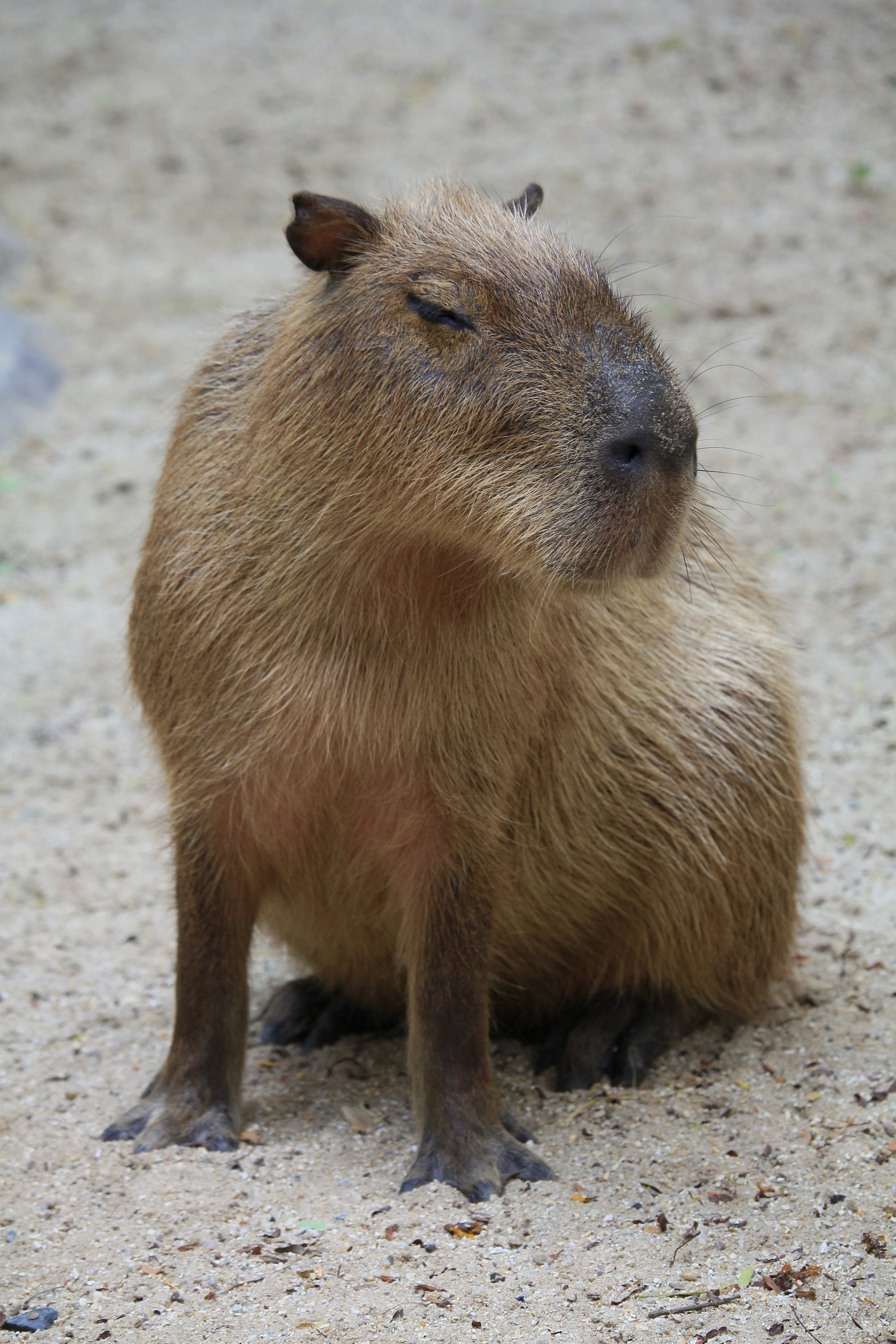 Cute Capybara Wallpapers