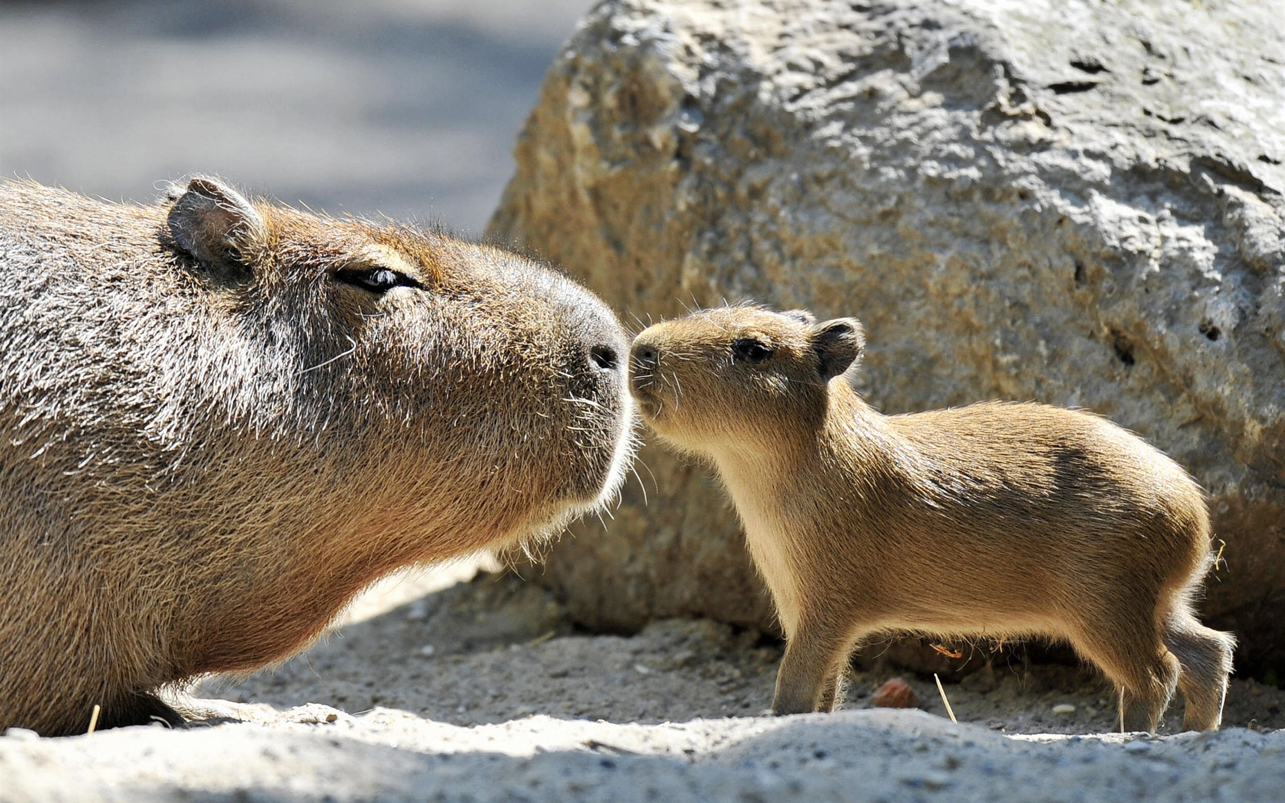 Cute Capybara Wallpapers