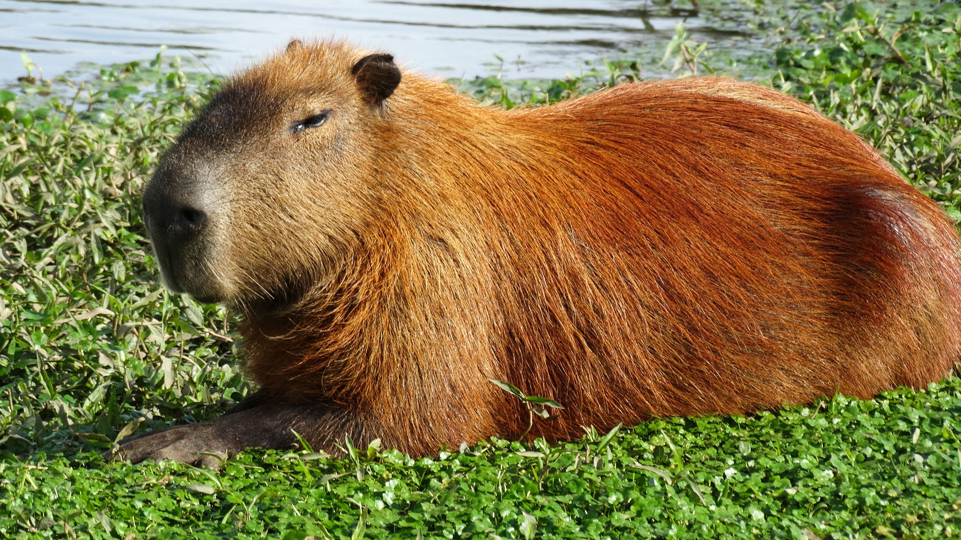 Cute Capybara Wallpapers