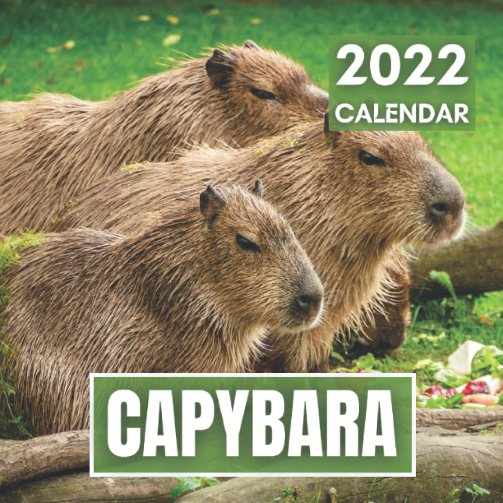 Cute Capybara Wallpapers