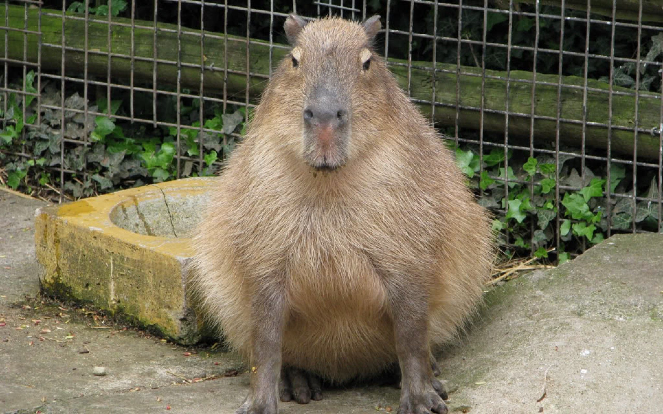 Cute Capybara Wallpapers