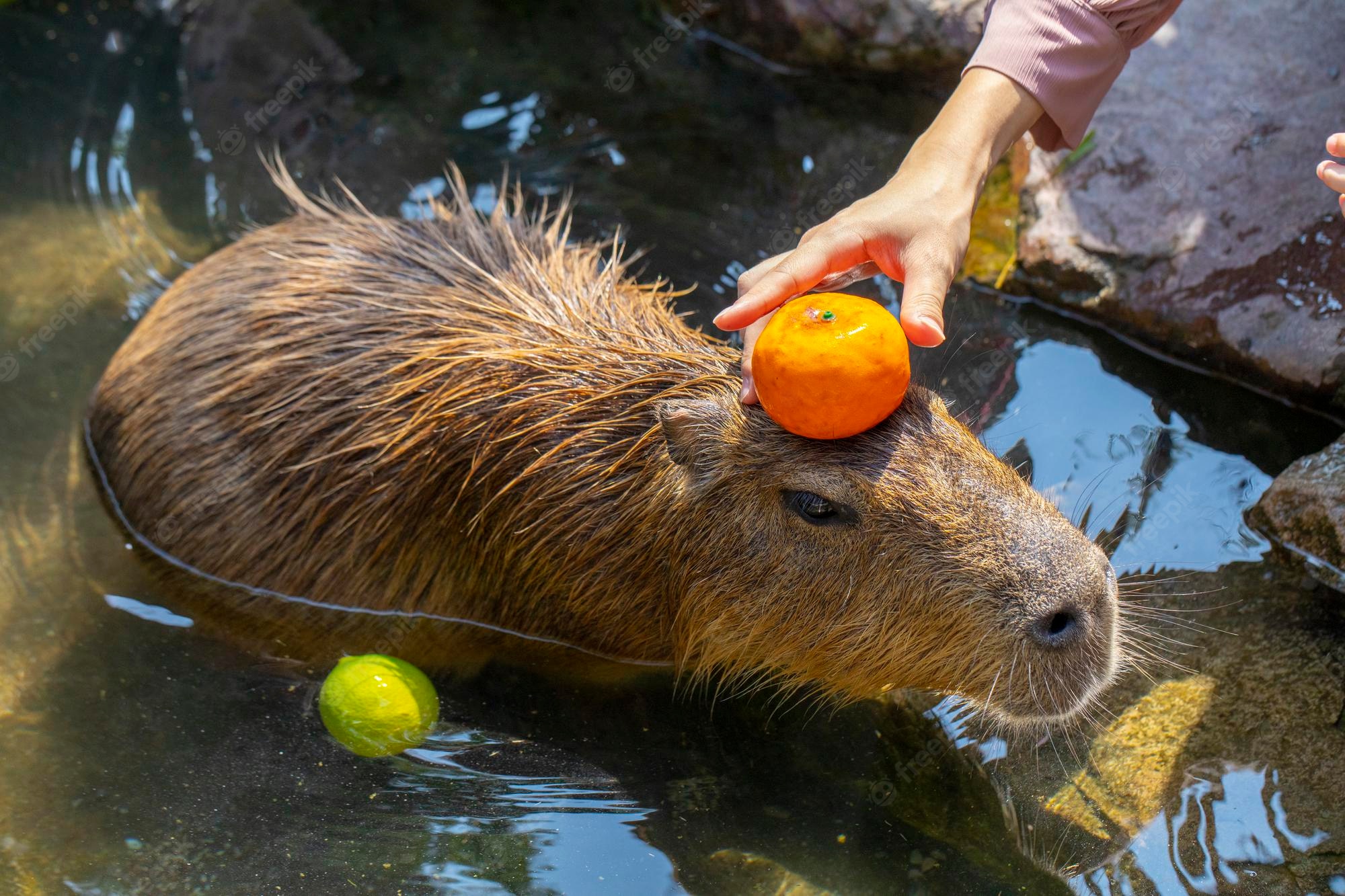 Cute Capybara Wallpapers