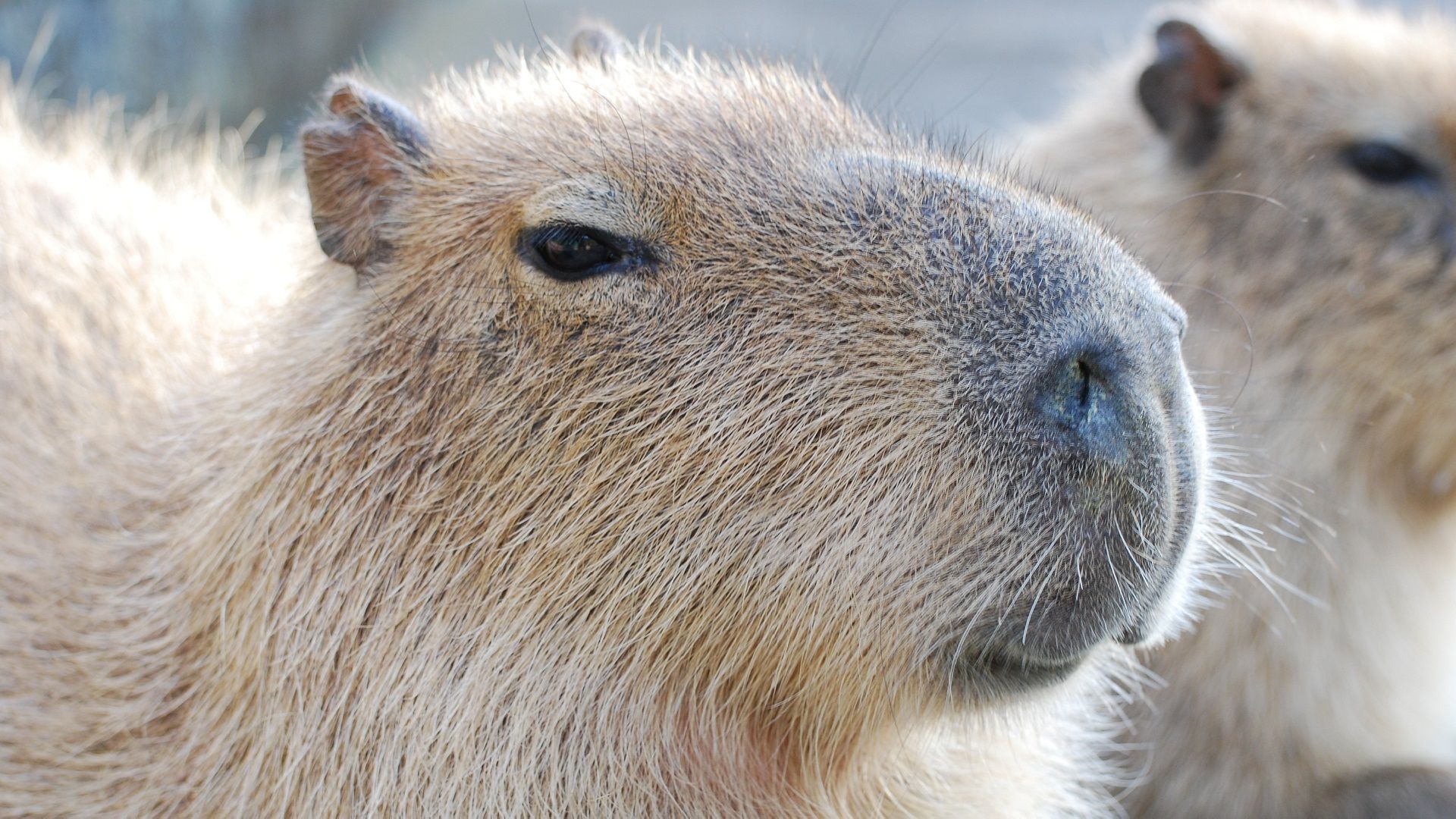 Cute Capybara Wallpapers