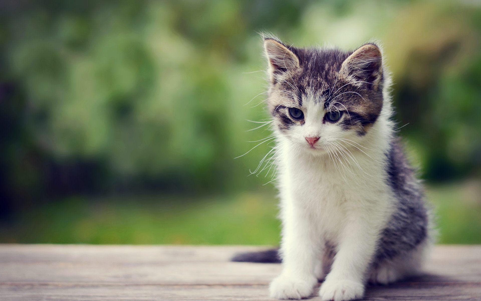 Cute Cat Hd Wallpapers