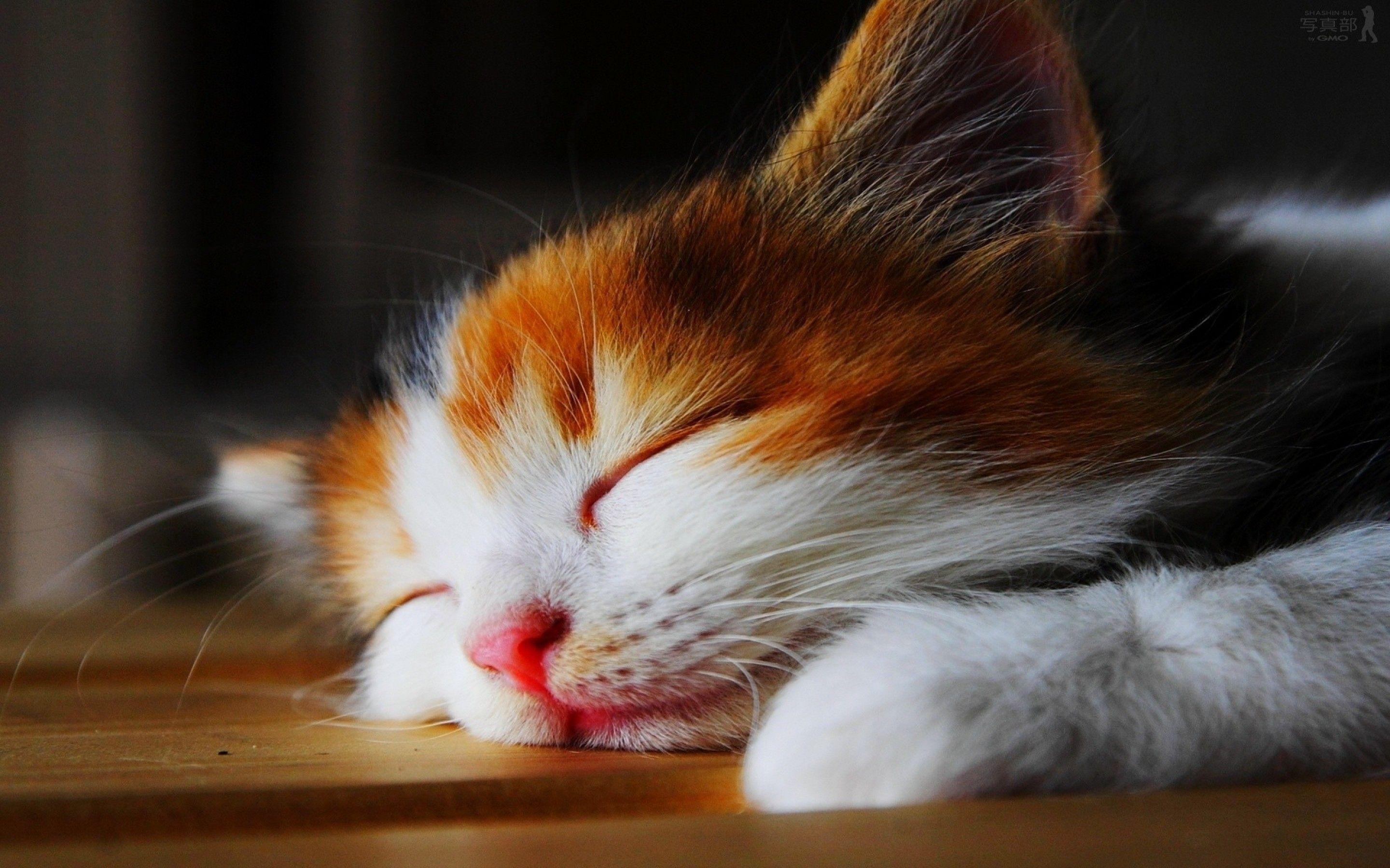 Cute Cat Hd Wallpapers