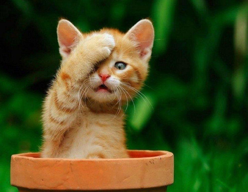 Cute Cat Hd Wallpapers