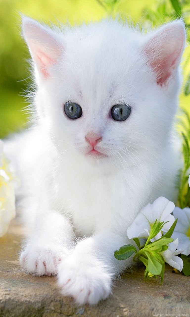 Cute Cat Hd Wallpapers