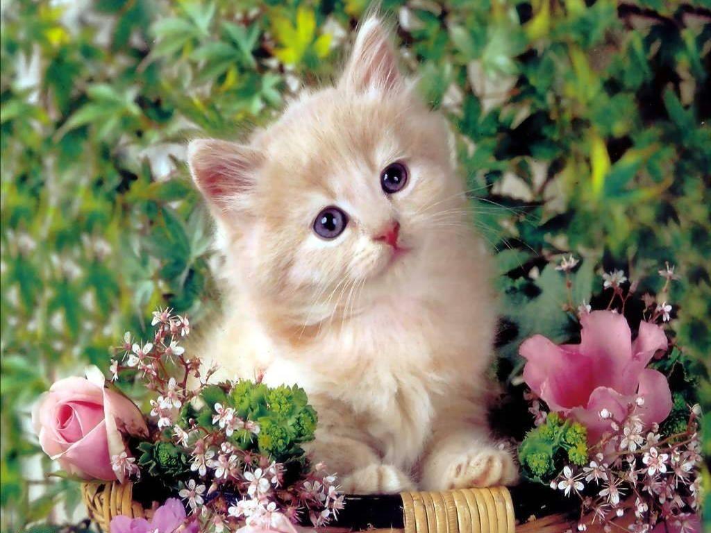 Cute Cat Hd Wallpapers