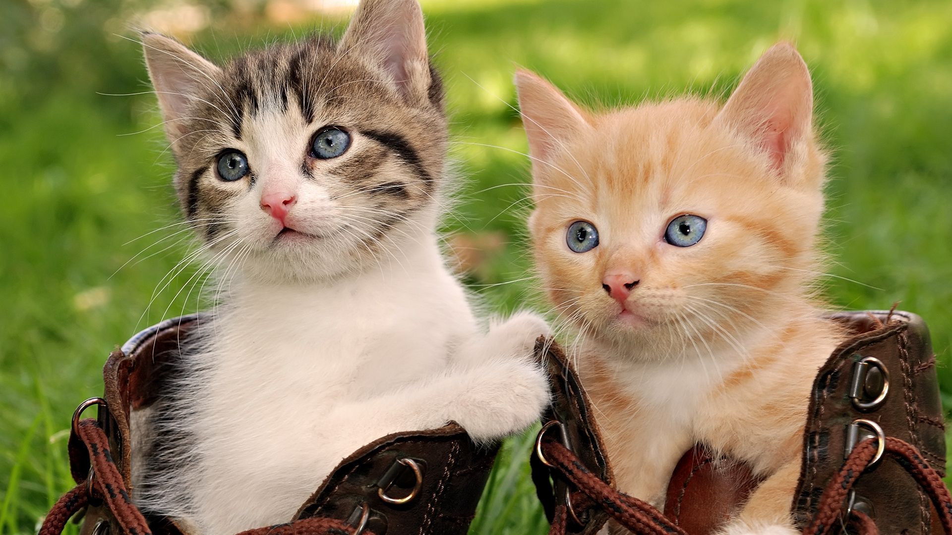 Cute Cat Hd Wallpapers