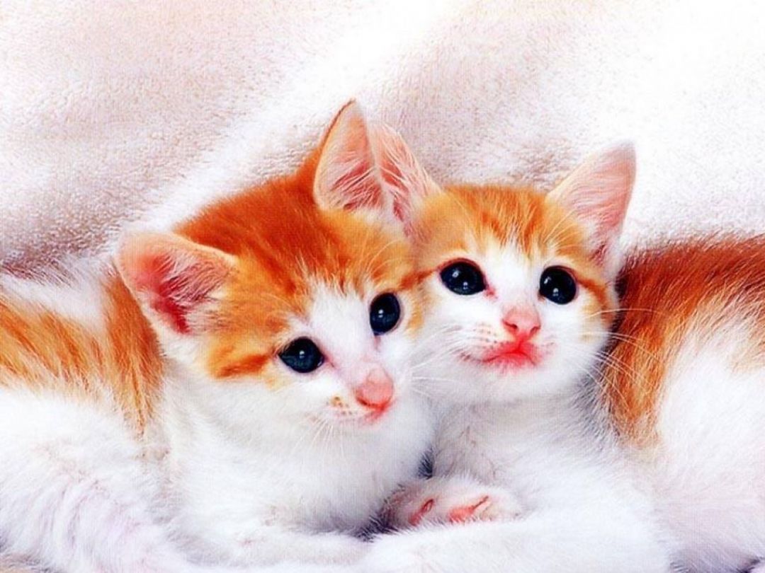 Cute Cat Hd Wallpapers