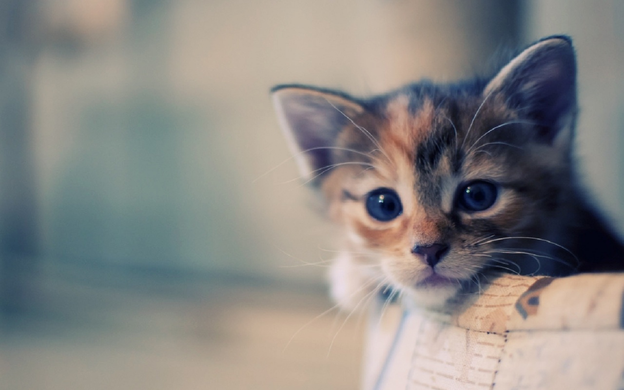 Cute Cat Hd Wallpapers