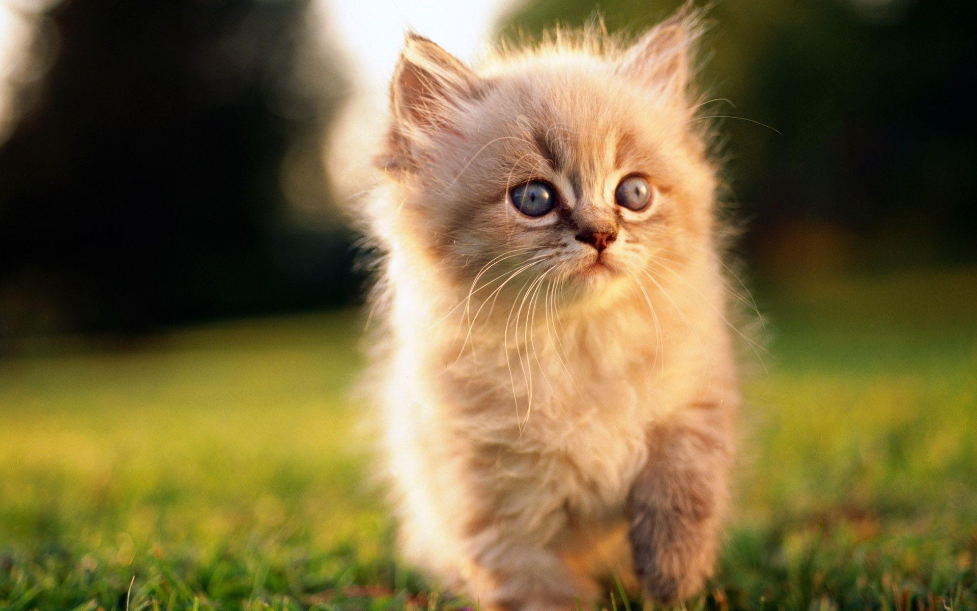 Cute Cat Hd Wallpapers