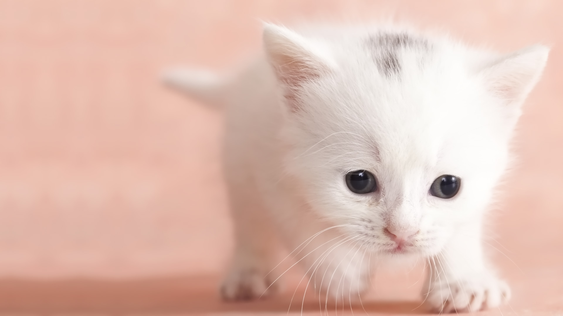 Cute Cat Hd Wallpapers