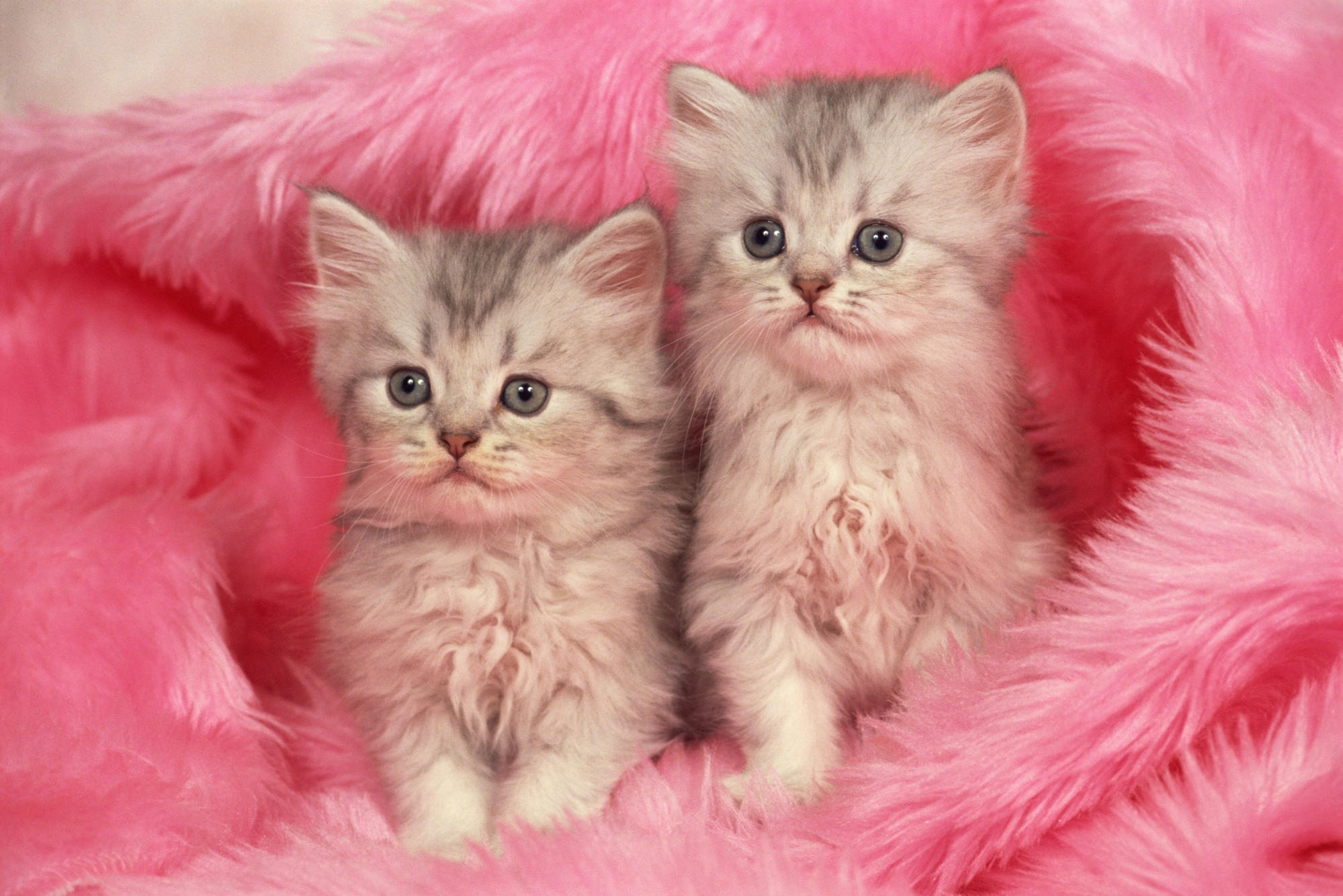 Cute Cat Hd Wallpapers