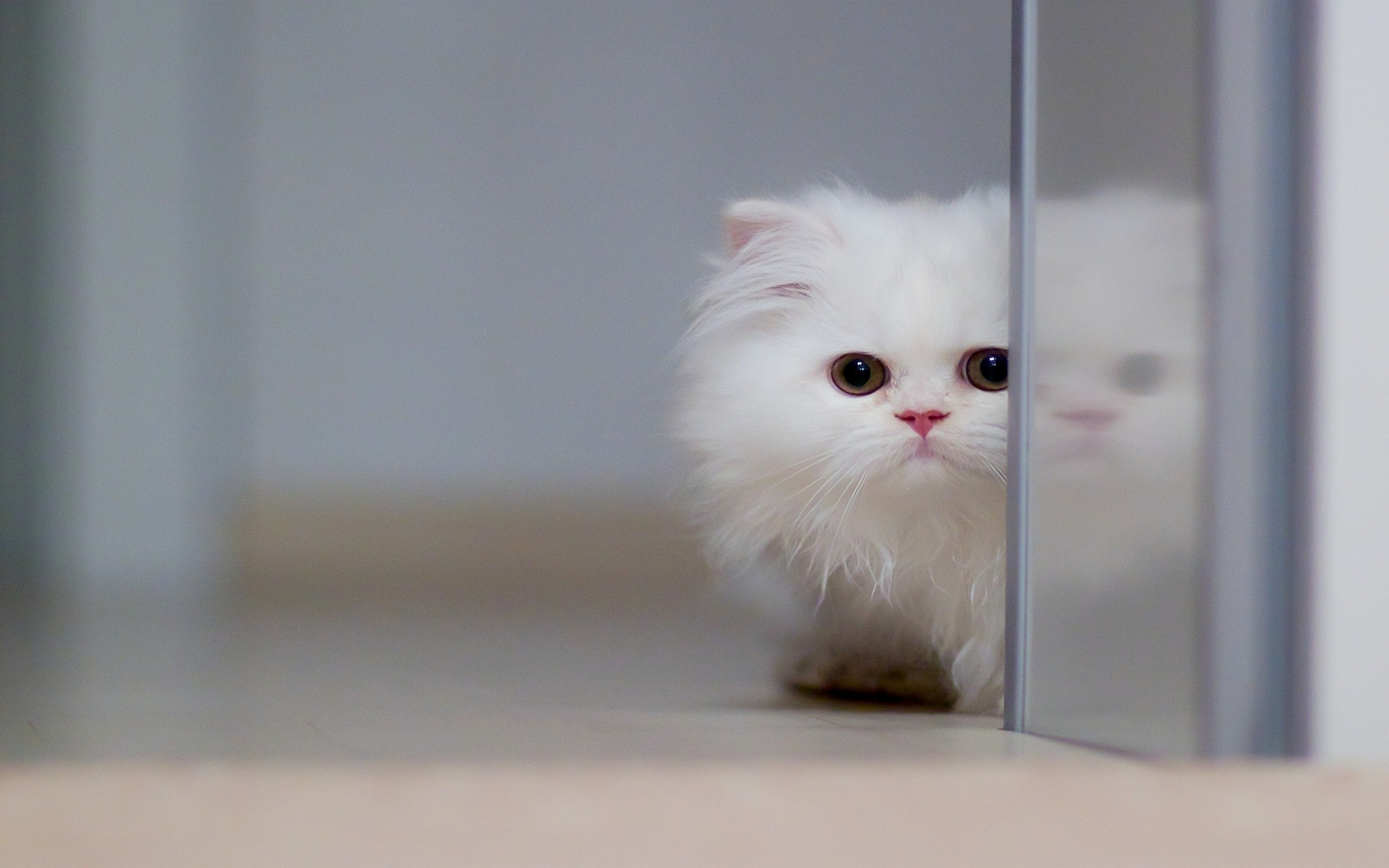 Cute Cat Hd Wallpapers