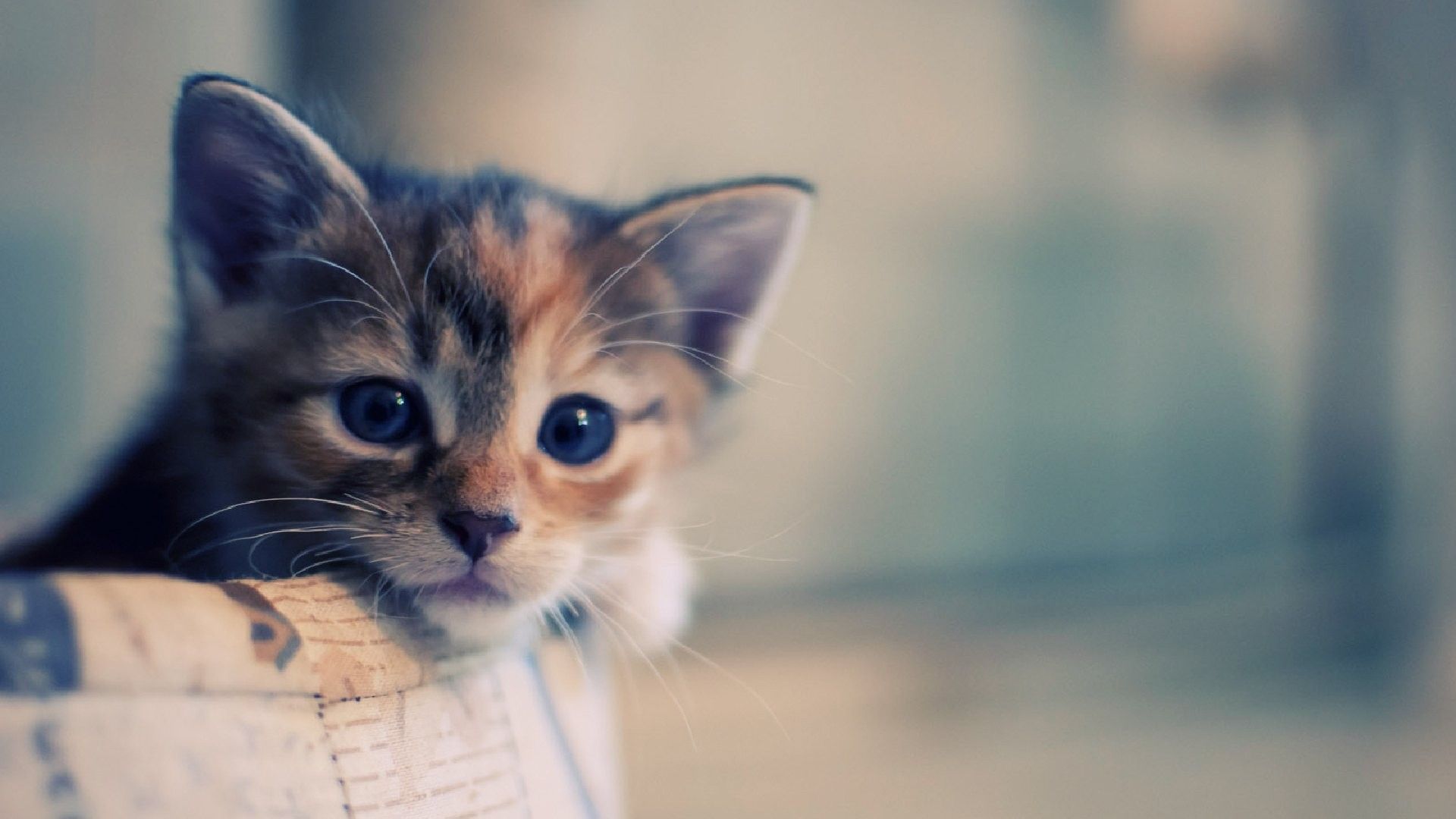 Cute Cat Hd Wallpapers